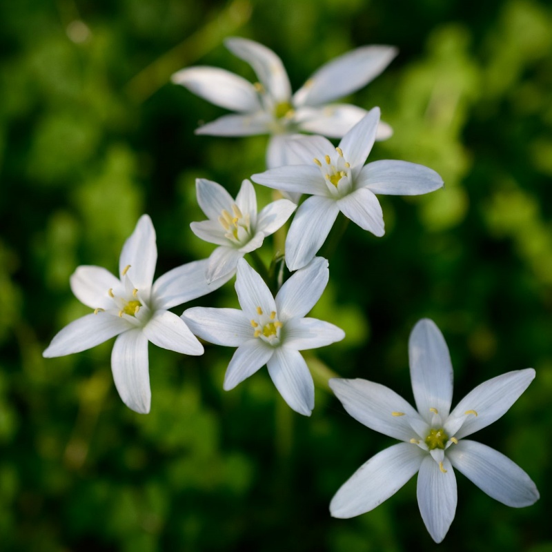 Bloesemremedies Amsterdam - Star of Bethlehem